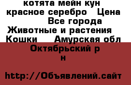 котята мейн кун, красное серебро › Цена ­ 30 - Все города Животные и растения » Кошки   . Амурская обл.,Октябрьский р-н